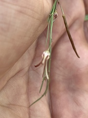 Ceropegia filifolia image