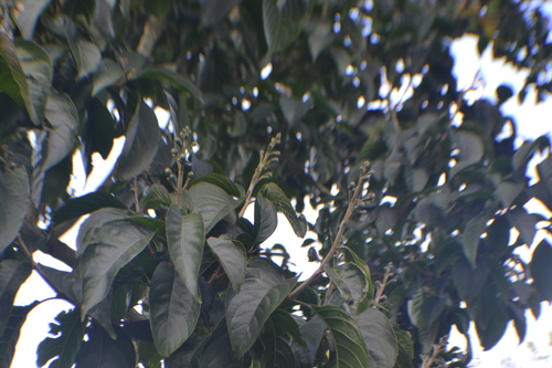 Ketum Ayam (Trichanthera gigantea)