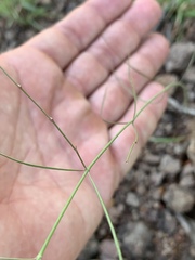 Ceropegia filifolia image