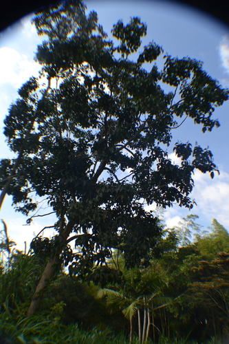 Trichanthera gigantea, photograph 5