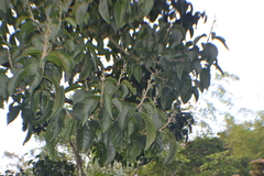 Trichanthera gigantea, photograph (c) EstebanMH, some rights reserved (CC BY)