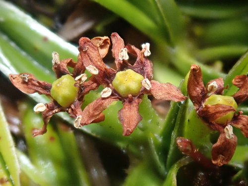 Astelia pumila (Astelia pumila)