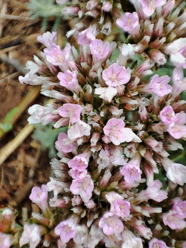 Goniolimon eximium, photograph 3