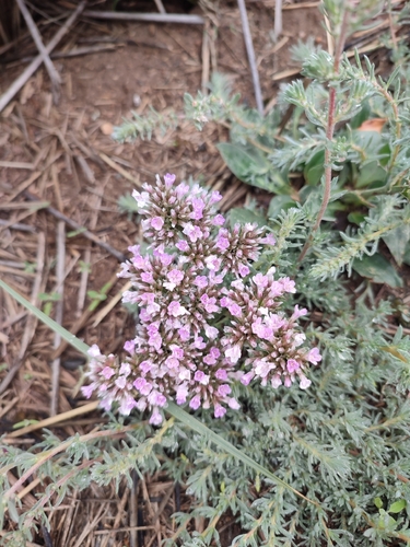 Goniolimon eximium, photograph 4