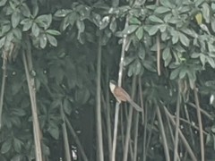 Centropus senegalensis