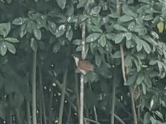 Centropus senegalensis