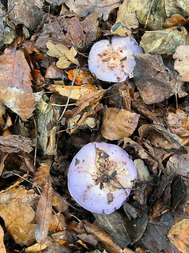 Collybia nuda · December 2025 · photo: © catricat (iNaturalist, cc-by)