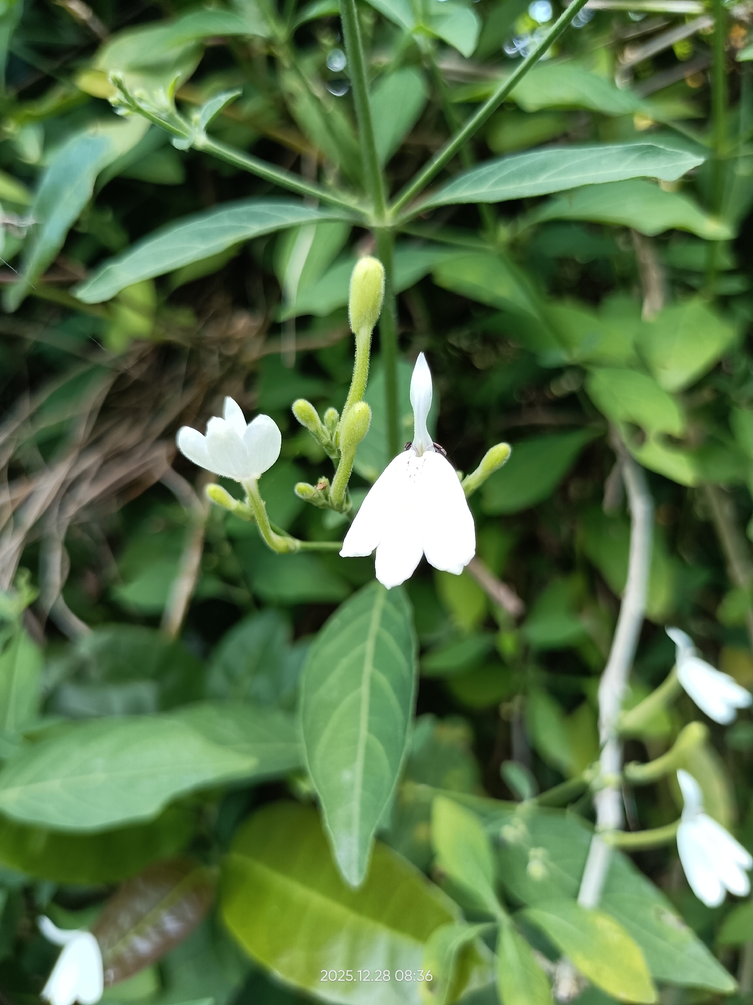 Rhinacanthus nasutus
