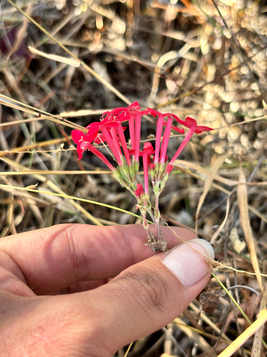 Bouvardia viminalis, photograph 5