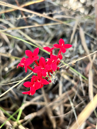 Bouvardia viminalis, photograph 4