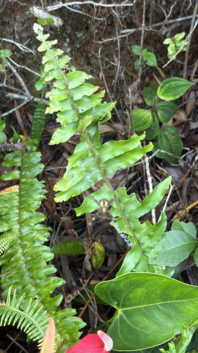 Nephrolepis brownii observed 2025-12-24