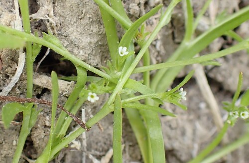 Plagiobothrys leptocladus observed 2025-07-04