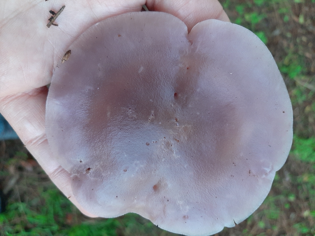 Collybia nuda · December 2025 · photo: © mattkenne1 (iNaturalist, cc0)