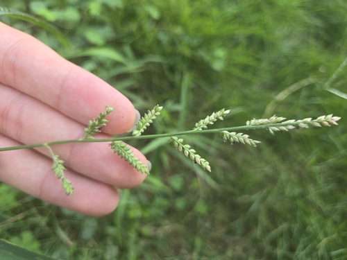 Jungle Rice