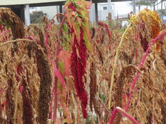Chenopodium formosanum