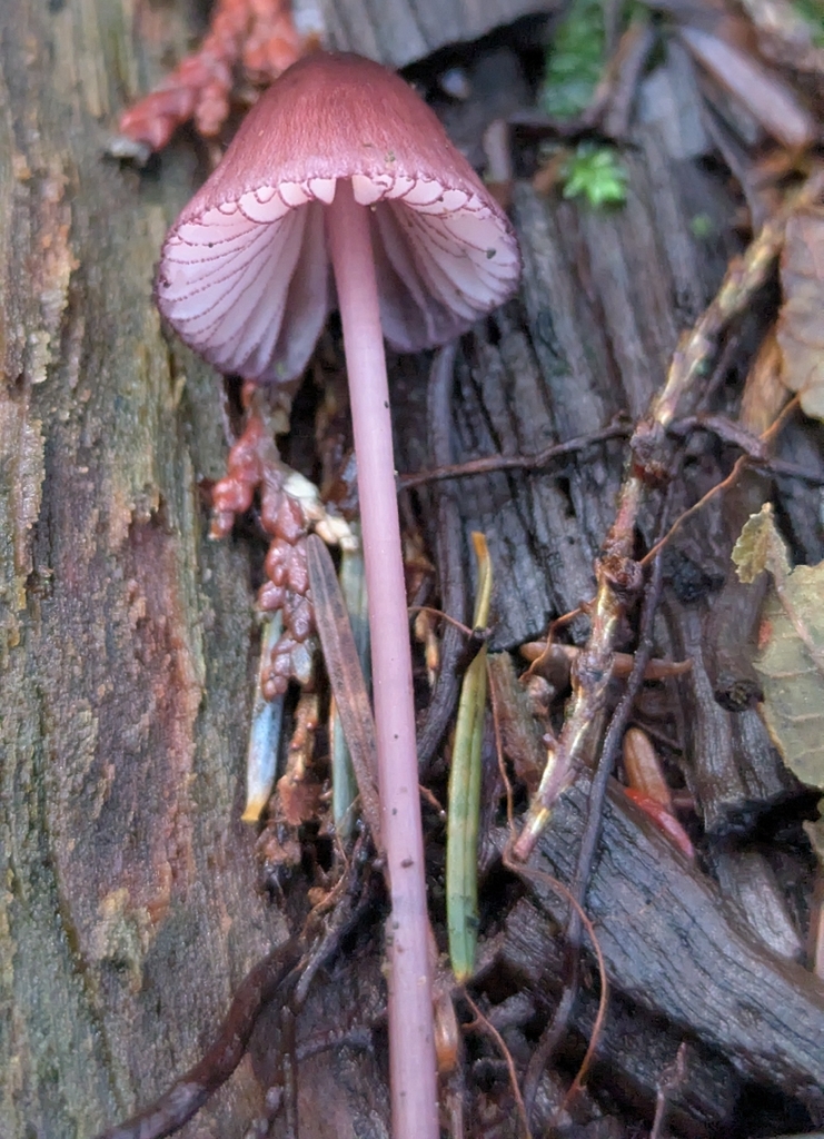 Mycena purpureofusca · December 2025 · photo: © benkeen (iNaturalist, cc0)