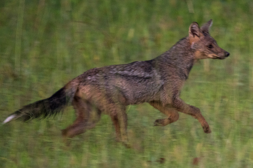 Side-striped Jackal