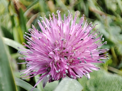 Allium platyspathum, photograph 4
