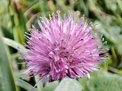 Allium platyspathum, photograph author not stated, no rights reserved