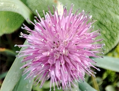 Allium platyspathum, photograph author not stated, no rights reserved