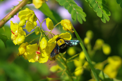 Xylocopa flavonigrescens