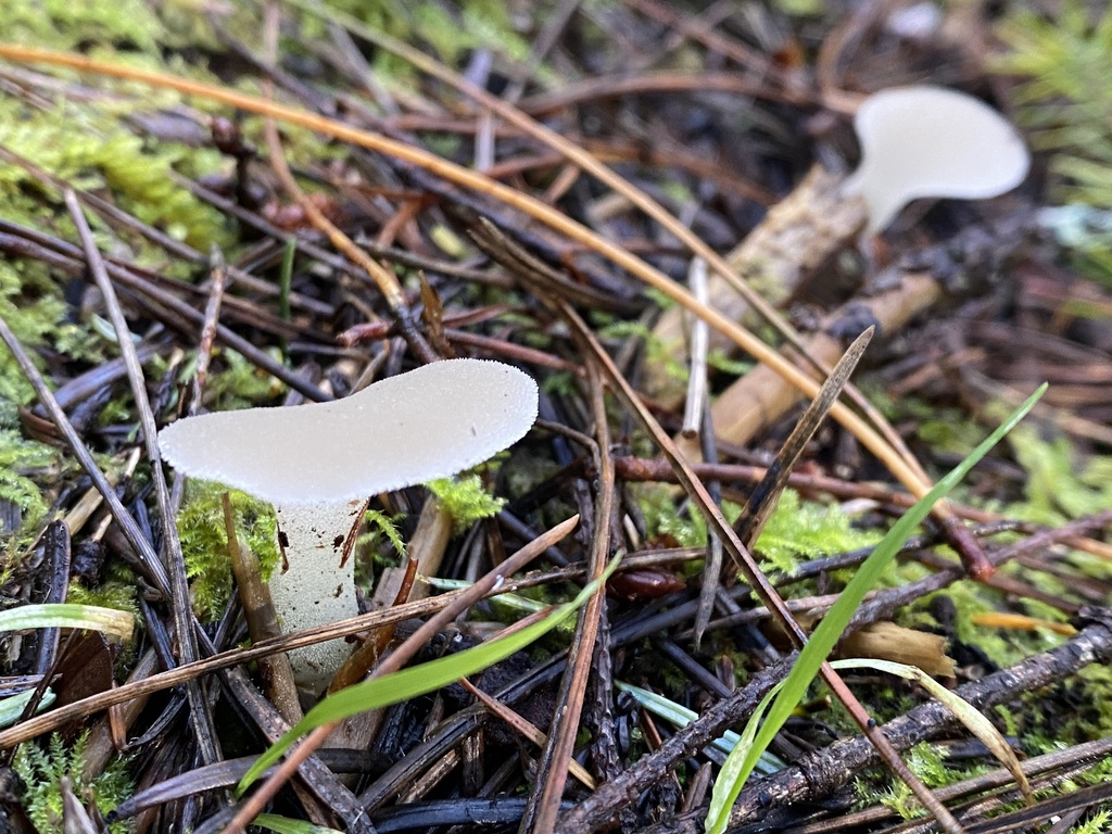 Pseudohydnum gelatinosum · December 2025 · photo: © katharinegk (iNaturalist, cc-by)