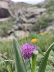 Allium platyspathum, photograph author not stated, no rights reserved