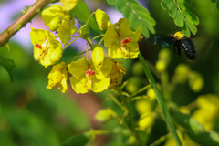 Xylocopa flavonigrescens