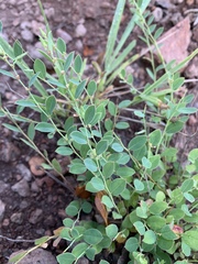 Phyllanthus glaucophyllus