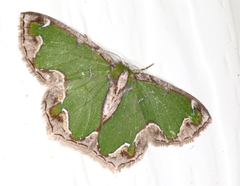 Eucyclodes insperata