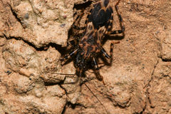 Acanthaspis inermis