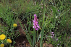 Watsonia lepida, photograph (c) Suvarna Parbhoo Mohan, some rights reserved (CC BY-SA)