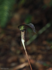 Arisaema filiforme, photograph Cheongweei Gan, CC BY, iNaturalist via GBIF