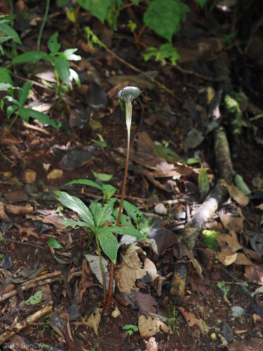 Arisaema filiforme, photograph 6