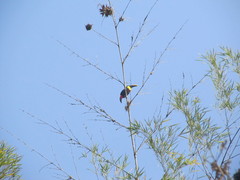 Ramphastos brevis