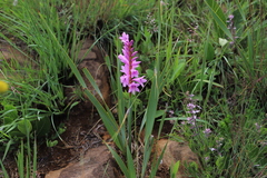 Watsonia lepida, photograph (c) Suvarna Parbhoo Mohan, some rights reserved (CC BY-SA)