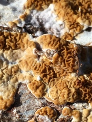 Serpulaceae