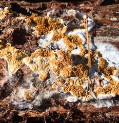 Serpulaceae