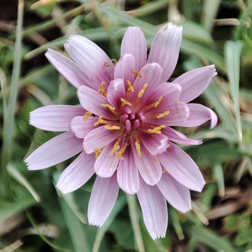 Taraxacum lilacinum photographed in Kyrgyzstan
