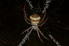 Argiope versicolor