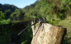 Bayadera brevicauda