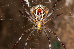 Argiope versicolor