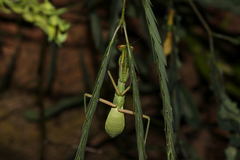 Hierodula pistillinota