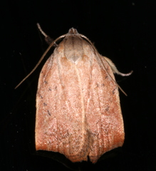 Tortricopsis pyroptis