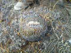 Echinofossulocactus pentacanthus