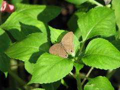 Cissia pseudoconfusa