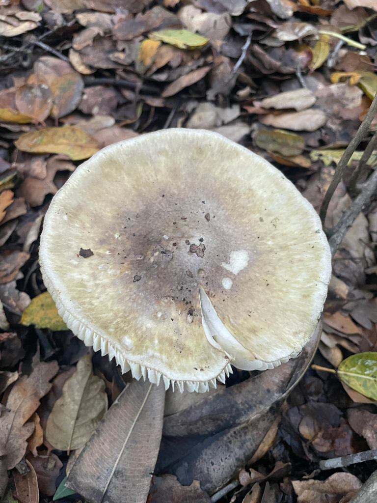 Amanita phalloides · December 2025 · photo: © ethologist (iNaturalist, cc-by)