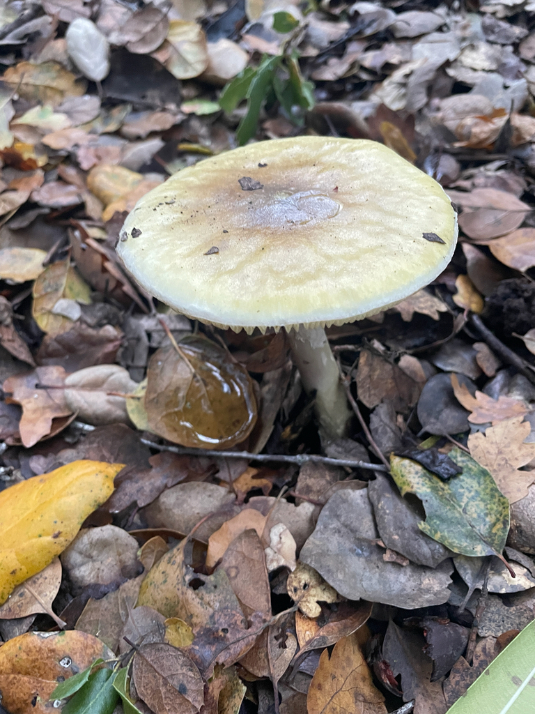 Amanita phalloides · December 2025 · photo: © ethologist (iNaturalist, cc-by)