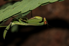 Hierodula pistillinota
