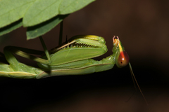 Hierodula pistillinota